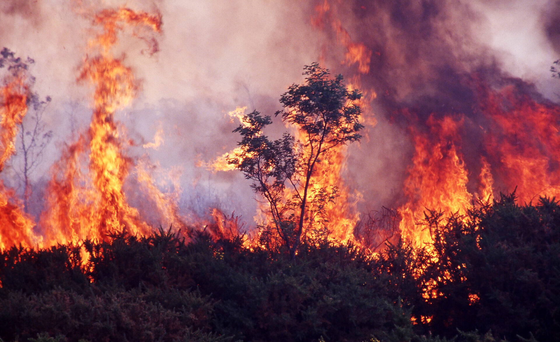 A large wildfire is burning through dense vegetation, emitting intense flames and smoke. Trees and shrubs are engulfed in fire under a hazy sky