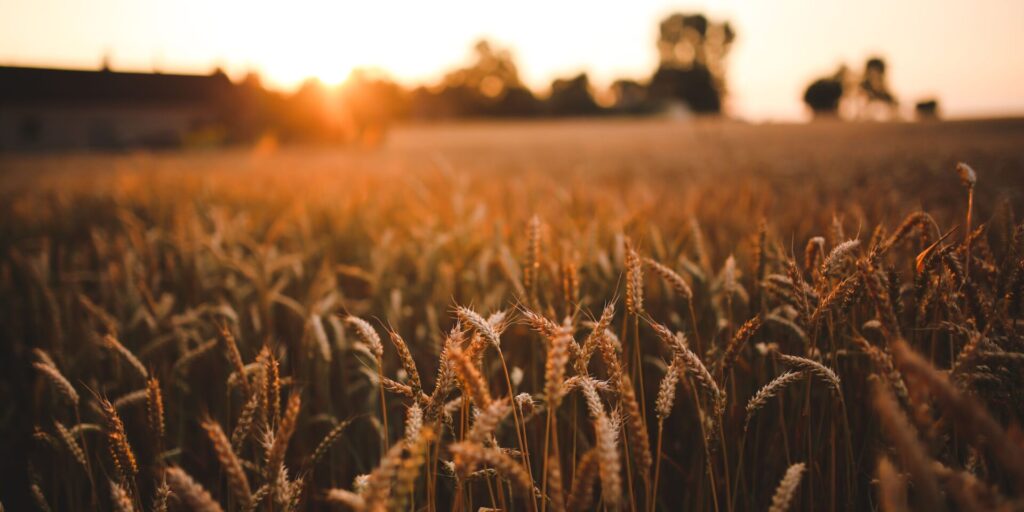 Agricultural crop growing in Australian farmland protected by crop insurance against weather and production risks